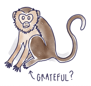 Grateful Monkey