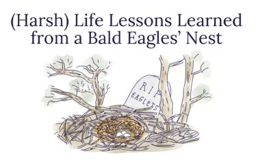 (Harsh) Life Lessons Learned from a Bald Eagles’ Nest