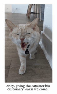 Andy the Always Happy Cat