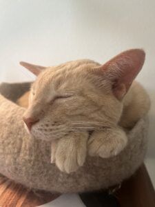 Andy the Cat